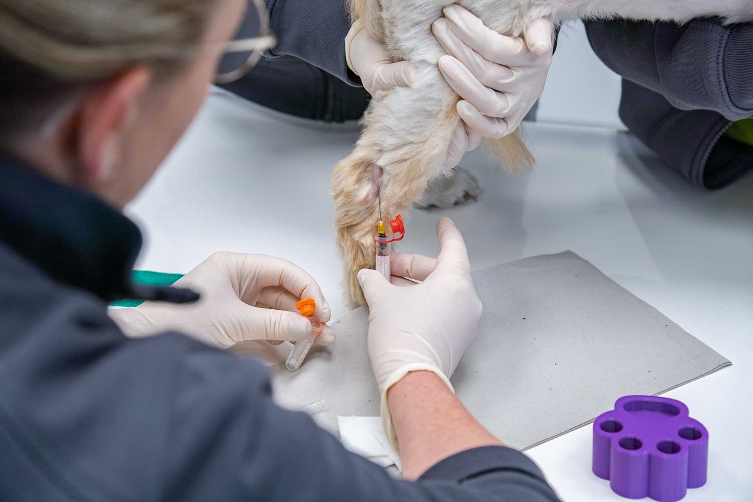 Hund wird Blut abgenommen