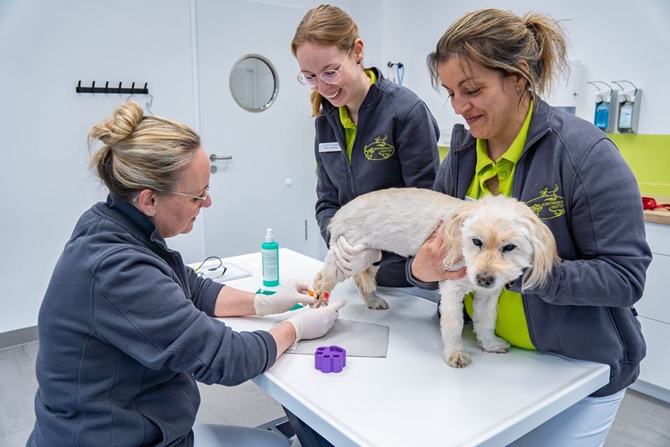 Kleiner Hund wird behandelt 