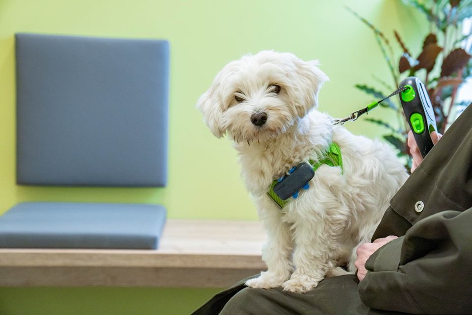 Hund auf dem Schoß