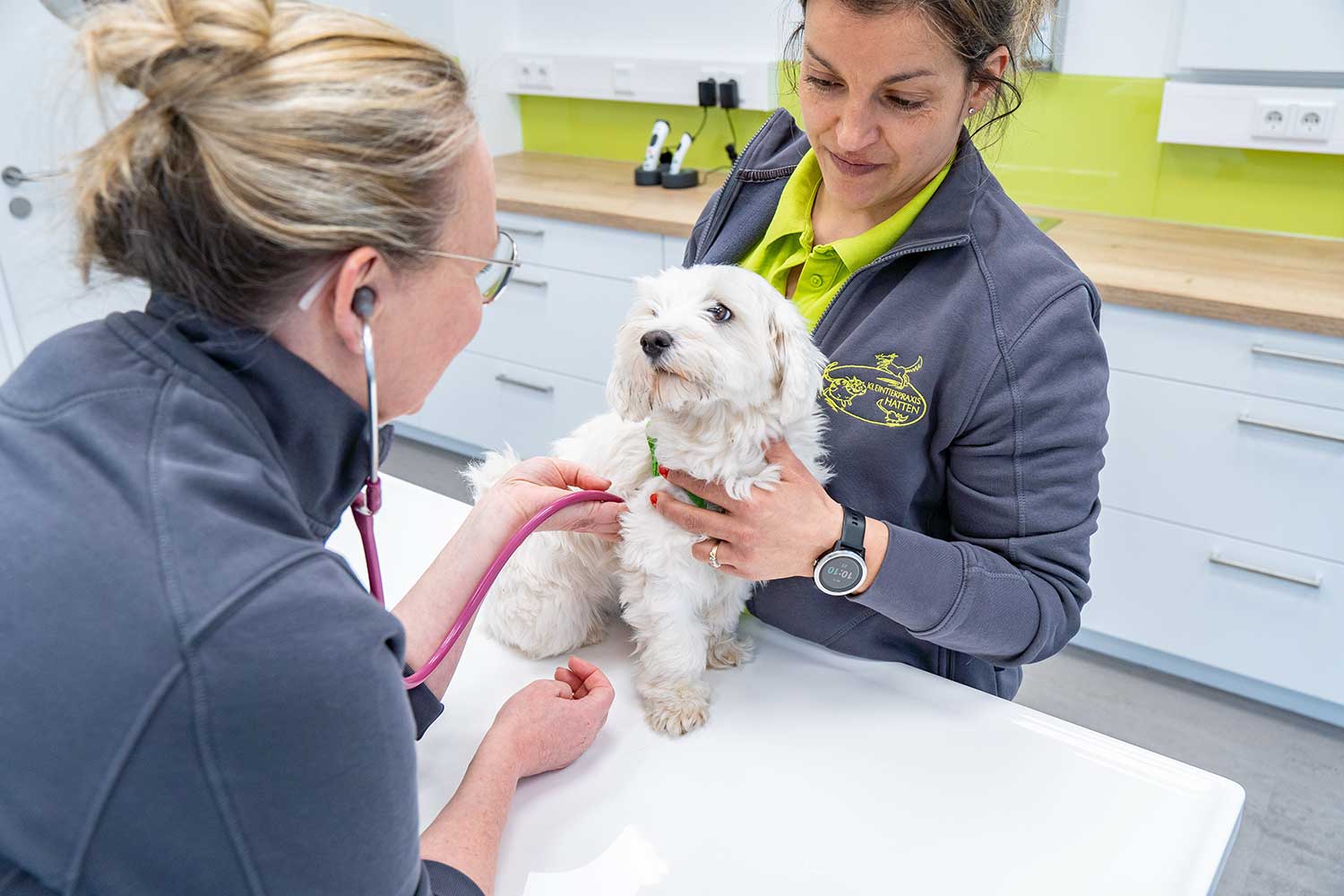 Kleiner, weißer Hund schaut während der Behandlung Tierärztin an