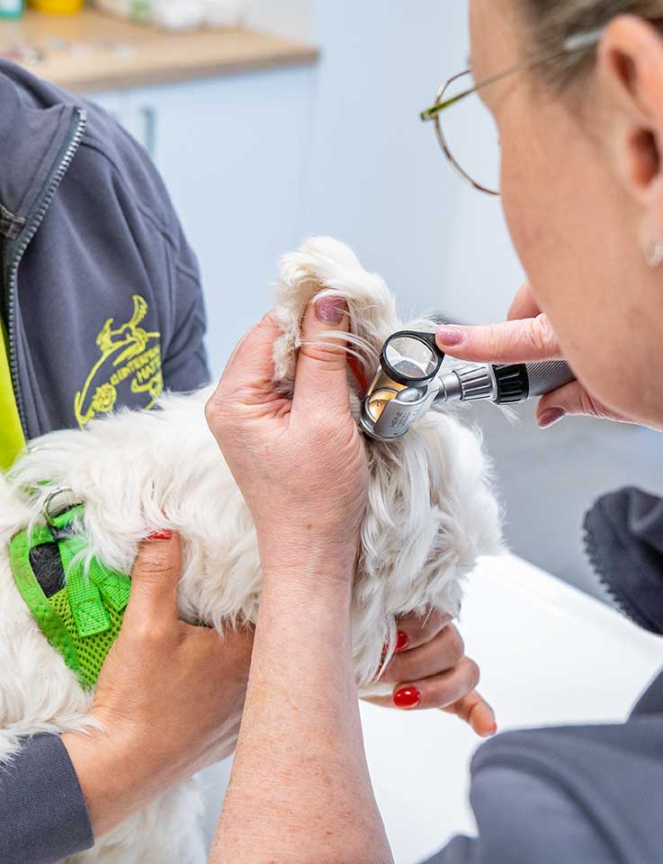 Tierärztin untersucht das Ohr eines Hundes