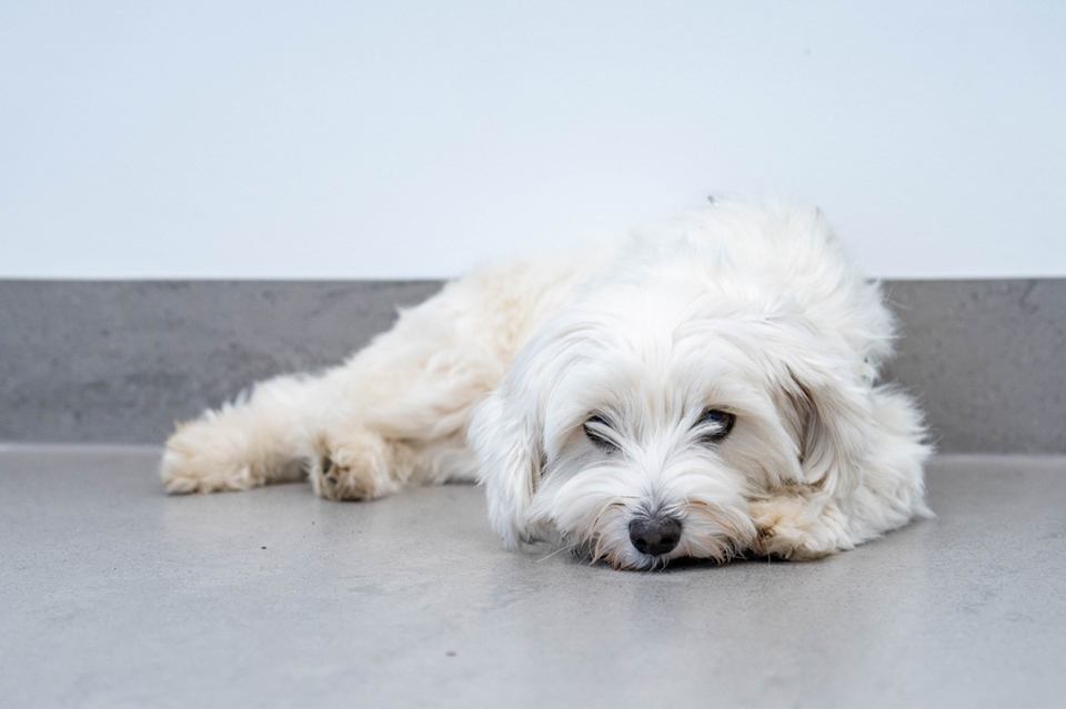 Kleiner, weißer Hund liegt entspannt auf dem Boden
