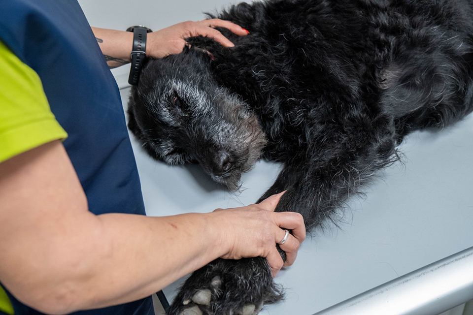 Hund wird geröntgt