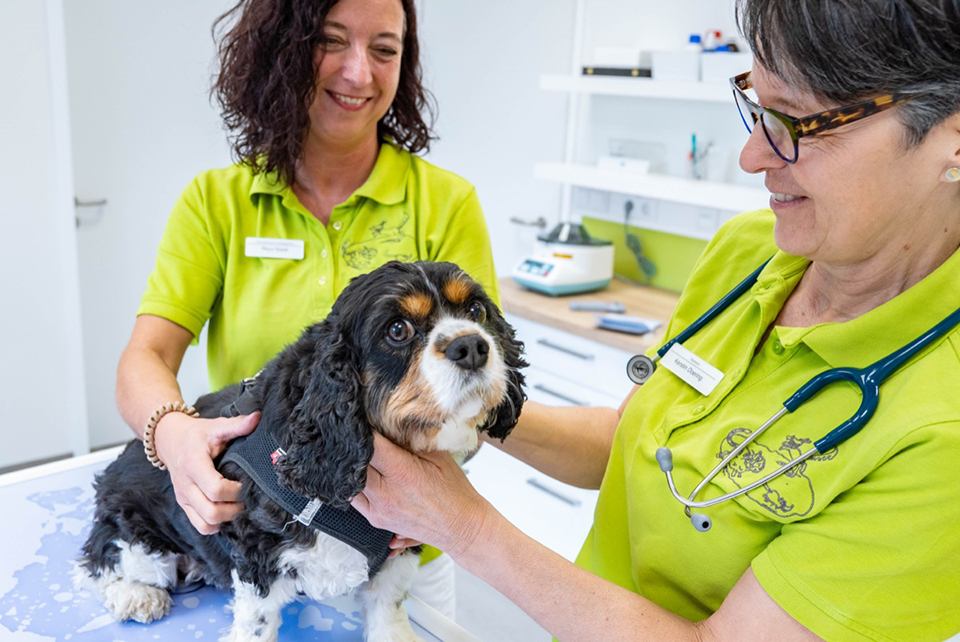 Tierärztin und Mitarbeiterin untersuchen Hund