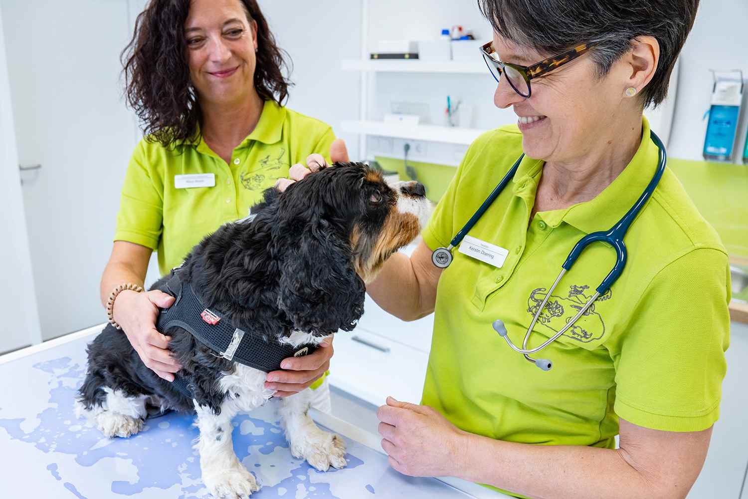 Tierärztin untersucht Hund