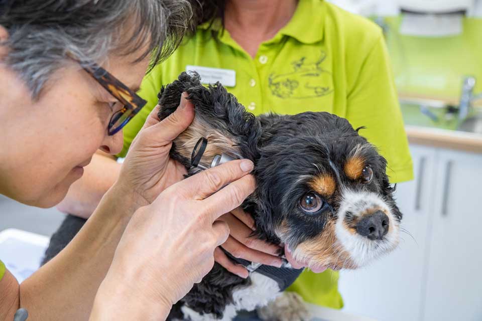 Tierärztin untersucht das Ohr eines Hundes