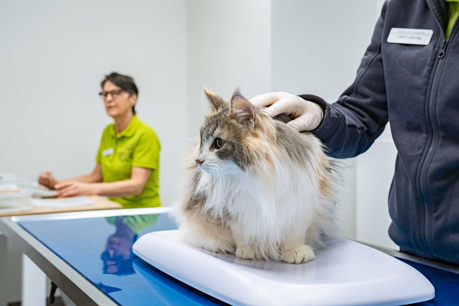 Katze auf Behandlungstisch, Tierärztin im Hintergrund