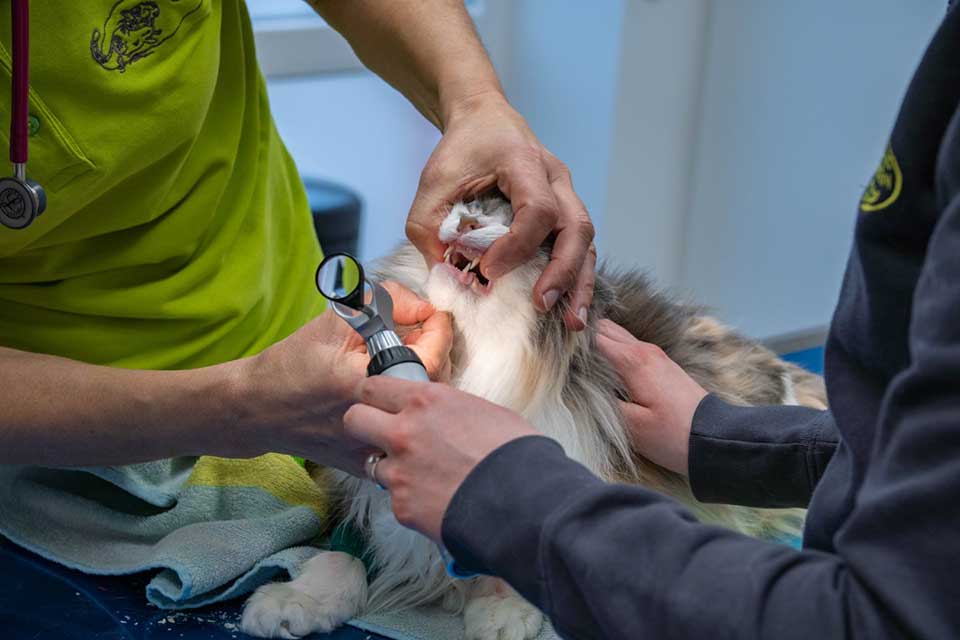 Die Zähne einer Katze werden untersucht