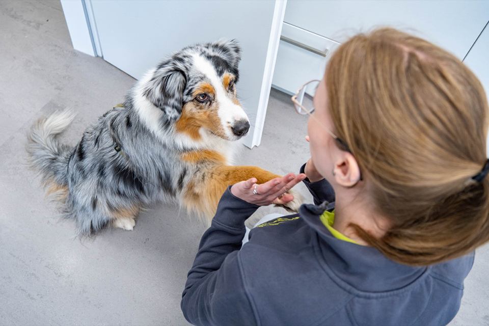 Mitarbeiterin spielt mit Hund
